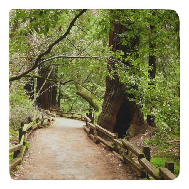 Muir Woods Path II Nature Photography Trivet (Front)