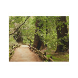 Muir Woods Path II Nature Photography Wood Poster