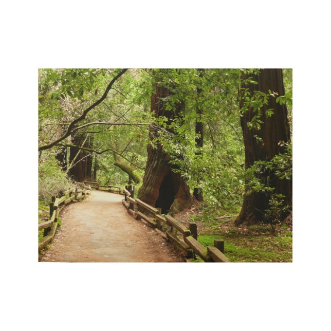 Muir Woods Path II Nature Photography Wood Poster (Front)