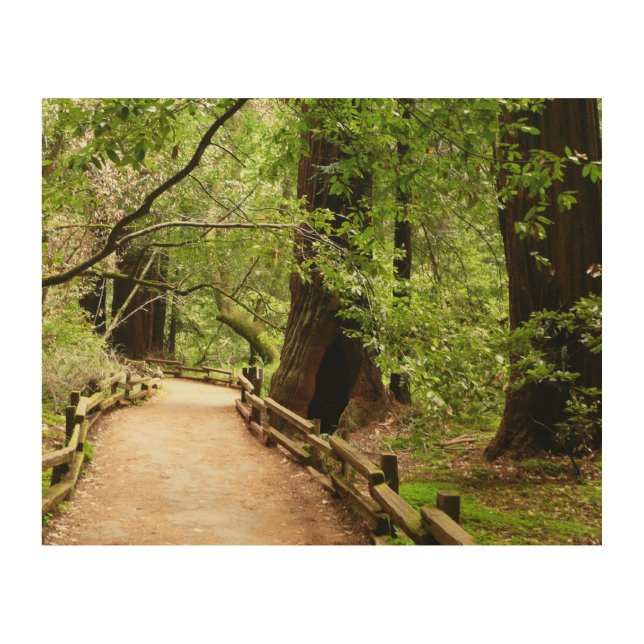 Muir Woods Path II Nature Photography Wood Wall Decor (Front)