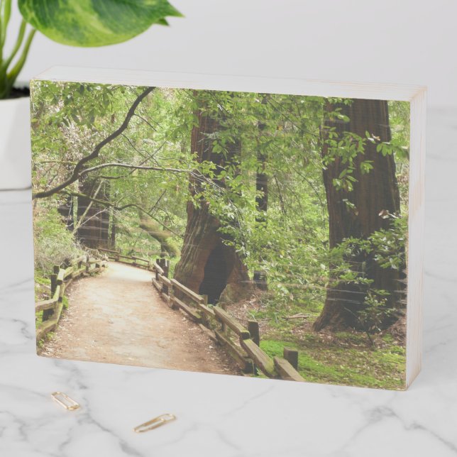 Muir Woods Path II Nature Photography Wooden Box Sign (In Situ Horizontal)