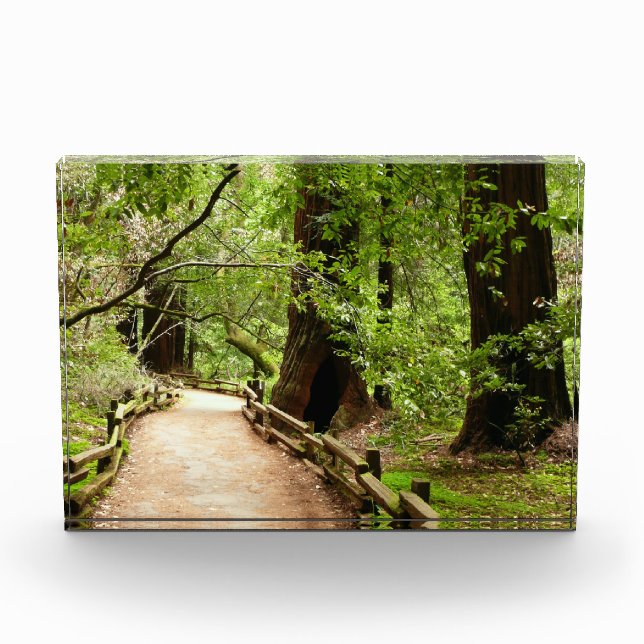 Muir Woods Path II Photo Block (Front)