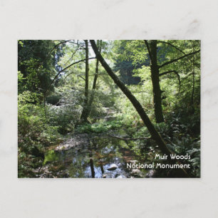 Muir Woods, Postcard