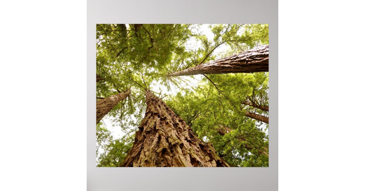 Muir Woods Poster Zazzle