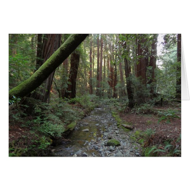 Muir Woods Stream Forest Landscape Cards (Front Horizontal)