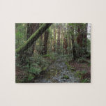 Muir Woods Stream Forest Landscape Jigsaw Puzzle