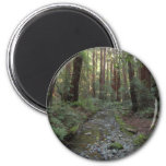 Muir Woods Stream Forest Landscape Magnet