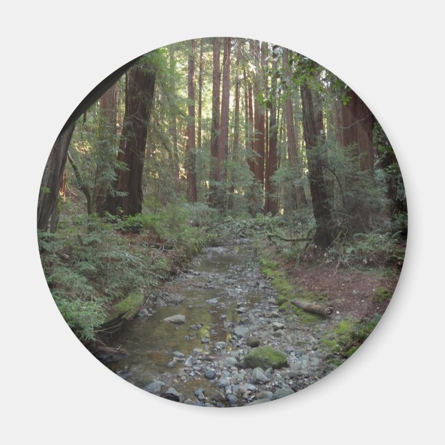 Muir Woods Stream Forest Landscape Magnet (Front)