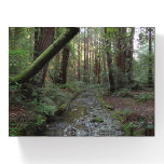 Muir Woods Stream Forest Landscape Paperweight