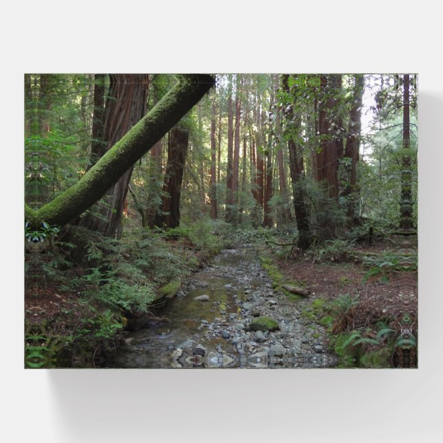 Muir Woods Stream Forest Landscape Paperweight (Front)