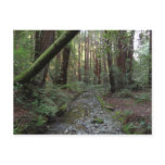 Muir Woods Stream Forest Landscape Postcard