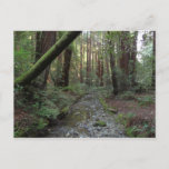 Muir Woods Stream Forest Landscape Postcard