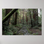 Muir Woods Stream Forest Landscape Poster