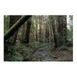 Muir Woods Stream Forest Landscape Poster