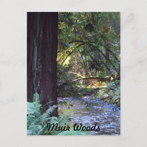 Muir Woods Stream Postcard