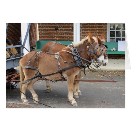 Mule Cart Cards (Front Horizontal)
