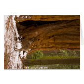 Mule Deer (Front Horizontal)