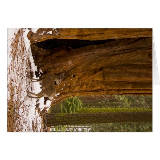 Mule Deer (Front Horizontal)