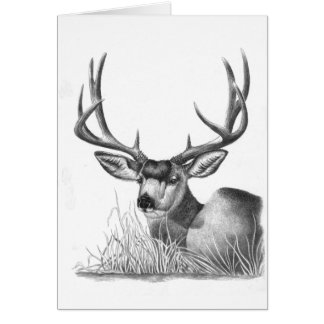 mule deer 88 cards