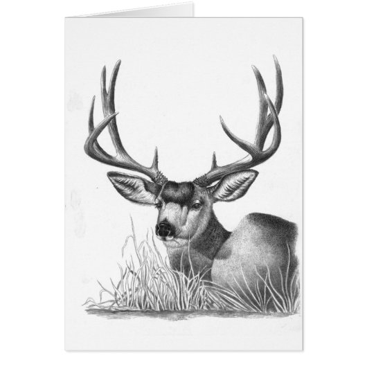 mule deer 88 cards (Front)