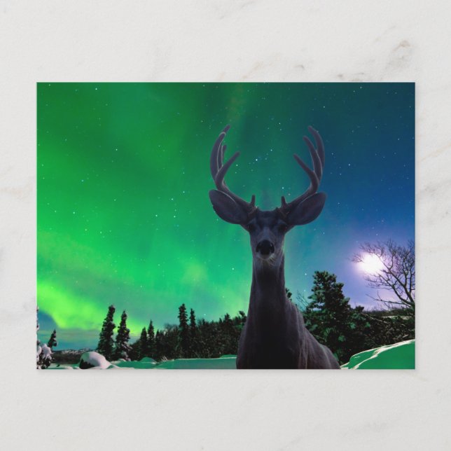 Mule deer and Aurora borealis Postcard (Front)