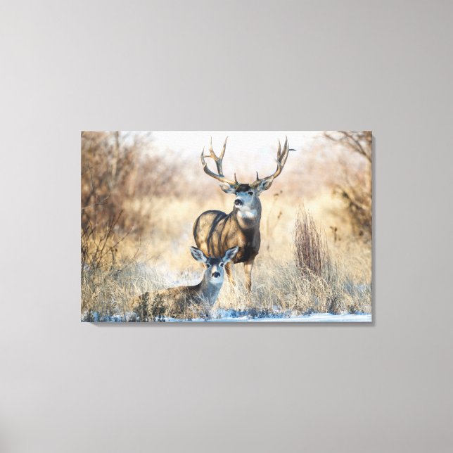 Mule Deer Buck and Doe Canvas Print (Front)
