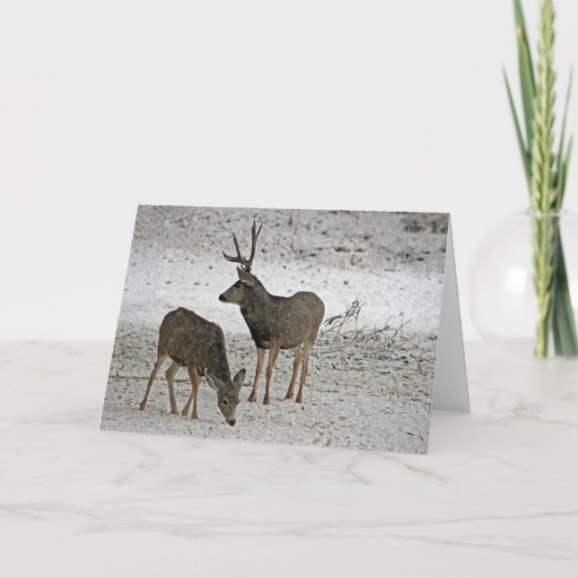 Mule deer buck and doe card (Front)