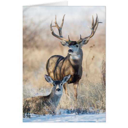 Mule Deer Buck and Doe Cards (Front)
