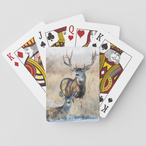 Mule Deer Buck and Doe Playing Cards