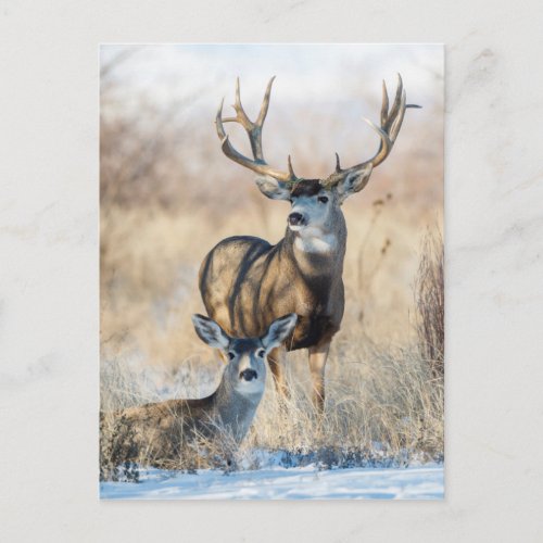 Mule Deer Buck and Doe Postcard