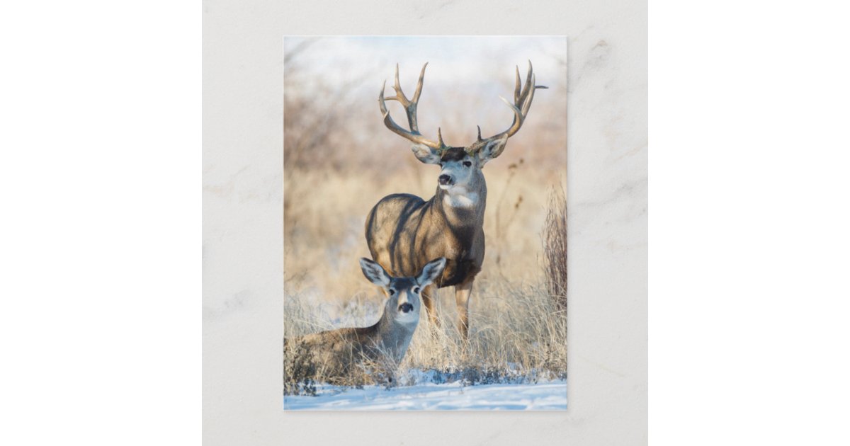 Mule Deer Buck and Doe Postcard | Zazzle