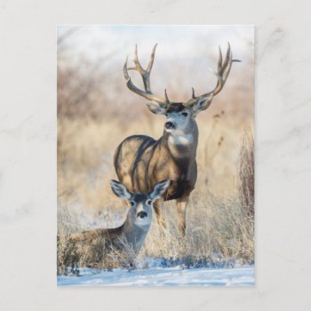 Mule Deer Buck And Doe Postcard by theworldofanimals at Zazzle