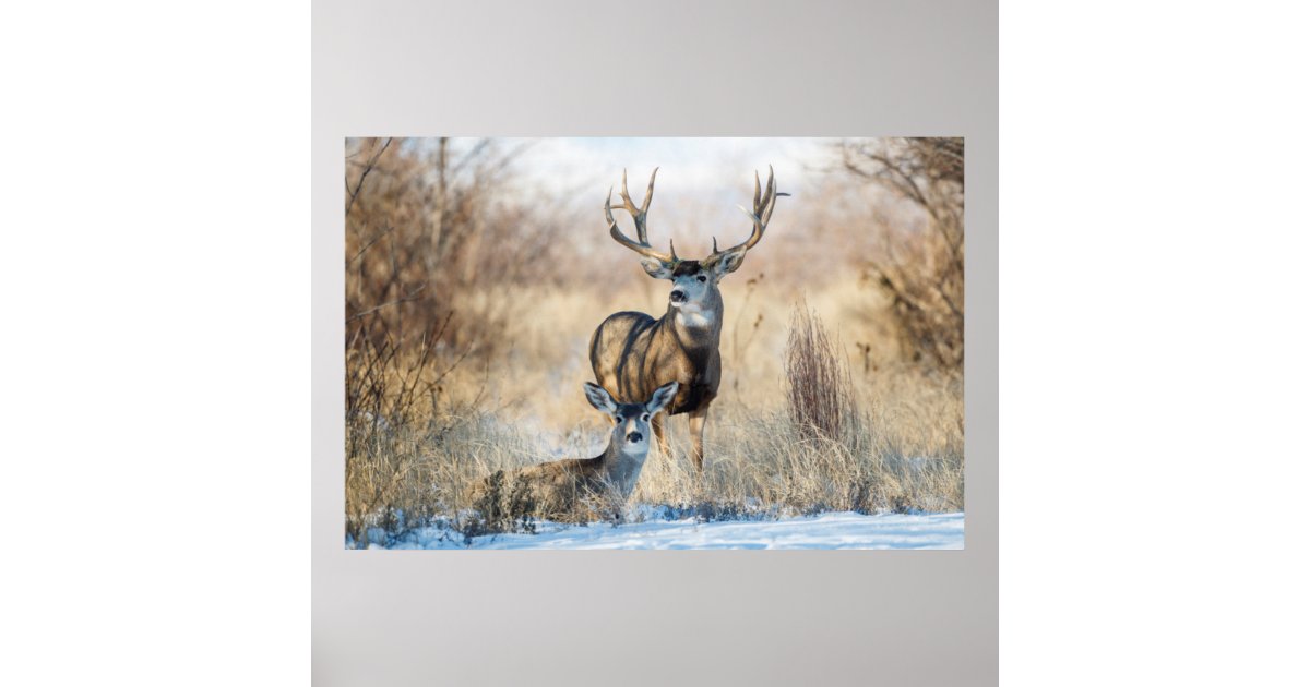 Mule Deer Buck and Doe Poster | Zazzle