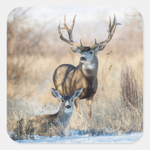 Mule Deer Buck and Doe Square Sticker