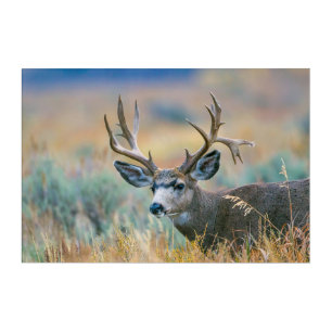 Mule Deer Buck   Grand Teton National Park Wyoming Acrylic Print