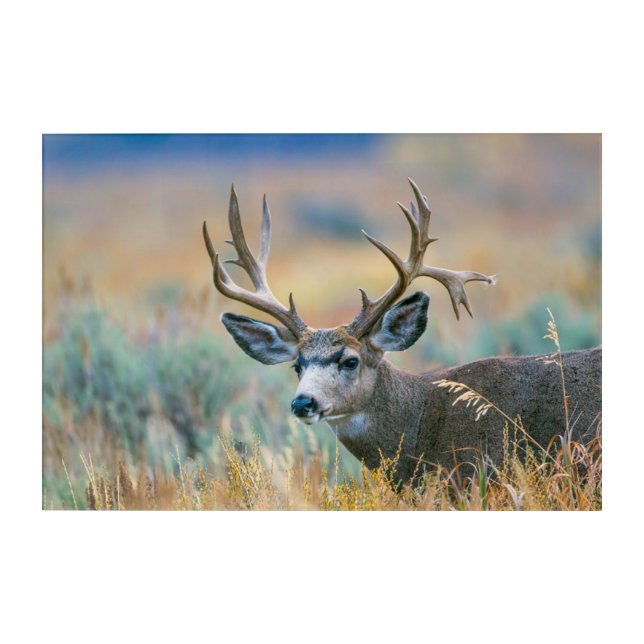 Mule Deer Buck | Grand Teton National Park Wyoming Acrylic Print (Front)