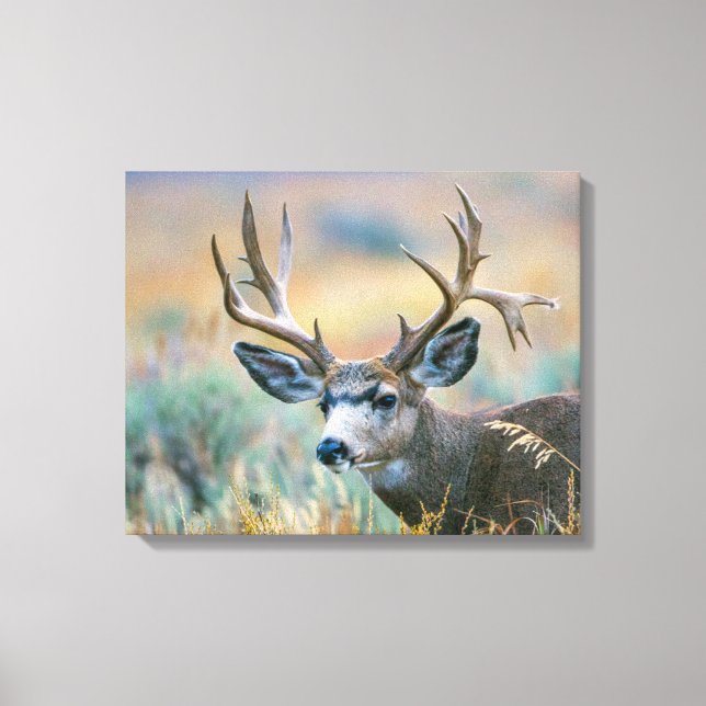 Mule Deer Buck | Grand Teton National Park Wyoming Canvas Print (Front)