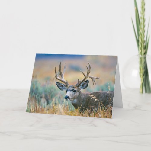 Mule Deer Buck  Grand Teton National Park Wyoming Card