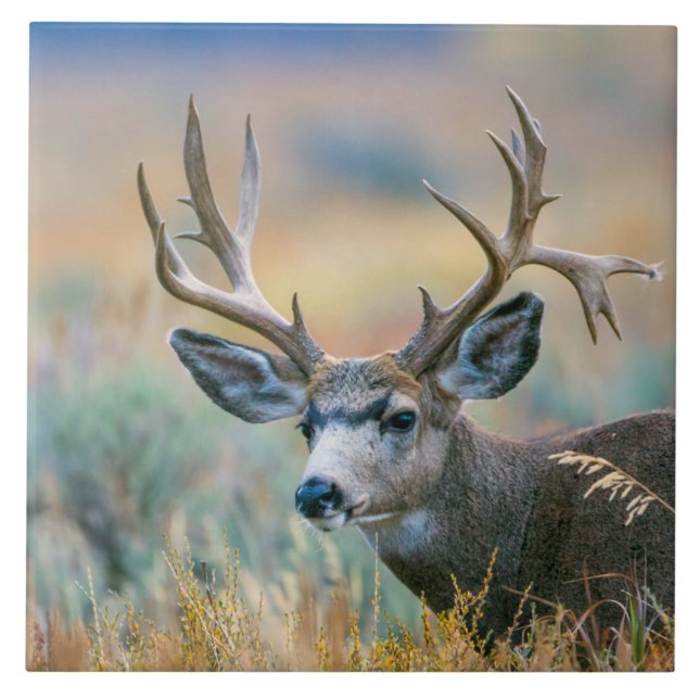 Mule Deer Buck | Grand Teton National Park Wyoming Ceramic Tile (Front)