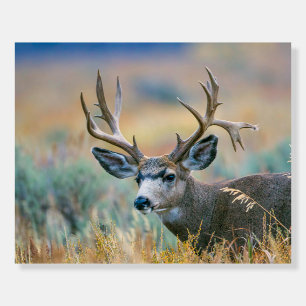 Mule Deer Buck   Grand Teton National Park Wyoming Foam Board