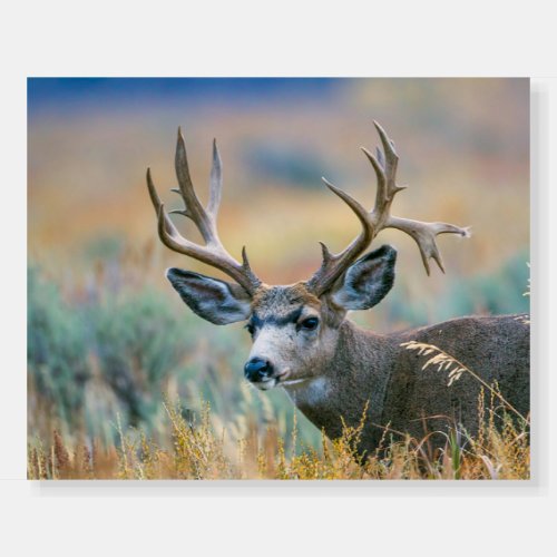 Mule Deer Buck  Grand Teton National Park Wyoming Foam Board