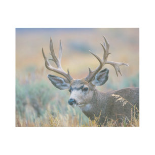 Mule Deer Buck   Grand Teton National Park Wyoming Gallery Wrap
