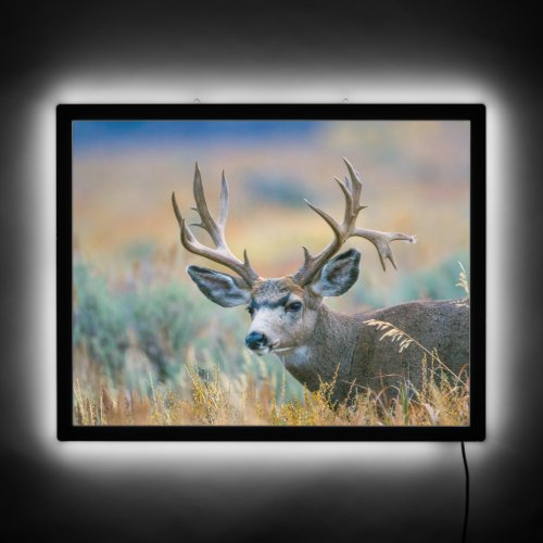 Mule Deer Buck  Grand Teton National Park Wyoming LED Sign