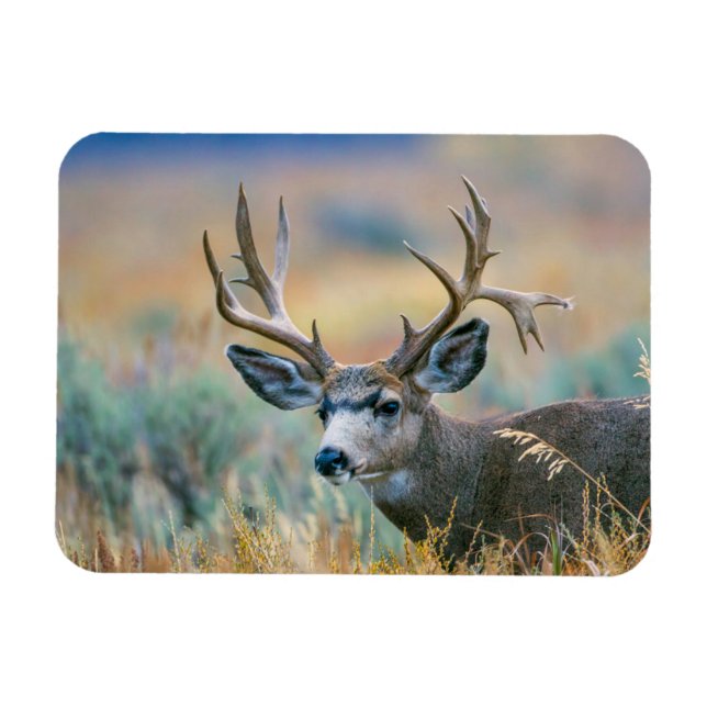 Mule Deer Buck | Grand Teton National Park Wyoming Magnet (Horizontal)