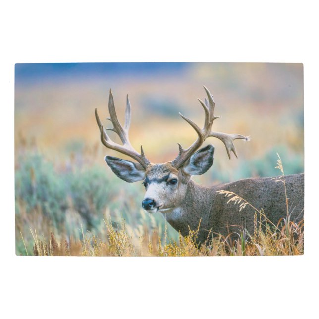 Mule Deer Buck | Grand Teton National Park Wyoming Metal Print (Front)
