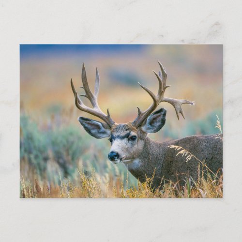 Mule Deer Buck  Grand Teton National Park Wyoming Postcard