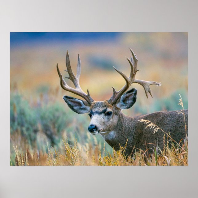 Mule Deer Buck | Grand Teton National Park Wyoming Poster (Front)