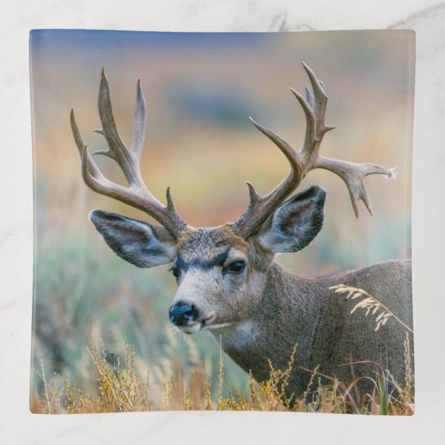 Mule Deer Buck | Grand Teton National Park Wyoming Trinket Tray (Front)
