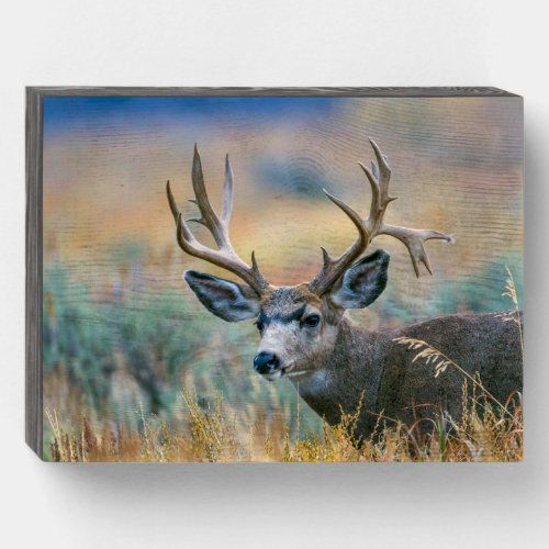 Mule Deer Buck  Grand Teton National Park Wyoming Wooden Box Sign