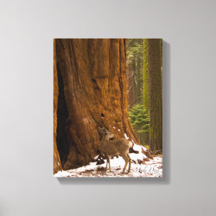 Mule Deer Canvas Print